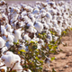 Illustration for article titled USDA approves edible cotton, which apparently tastes like hummusem/em